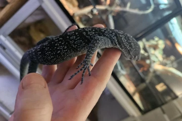 Monitor lizards kaufen und verkaufen Photo: juvénile  varanus macraei de 2025