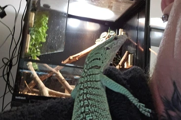 Monitor lizards kaufen und verkaufen Photo: varanus acanthurus rouge ackie et prasinus