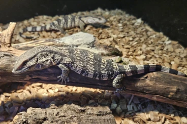 Lizards kaufen und verkaufen Photo: varan à gorge blanche (Varanus albigularus) NC 2025