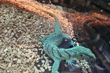 Monitor lizards kaufen und verkaufen Photo: 0.0.2 varanus prasinus merauke de 2025