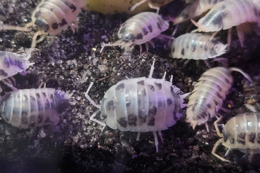 Insekten kaufen und verkaufen Foto: Asseln, Porcellio laevis, Panda