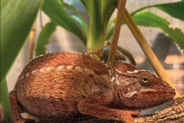 Chamäleons kaufen und verkaufen Foto: Riesenchamäleon - Furcifer Oustaleti