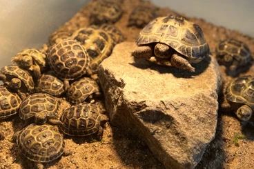 Tortoises kaufen und verkaufen Photo: Steppenschildkröten (Vierzehenlandschildkröten) Schlupf 2025 Abzugeben