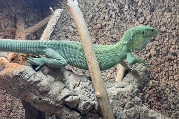 Warane kaufen und verkaufen Foto: Varanus prasinus, beccarii, kordensis.
