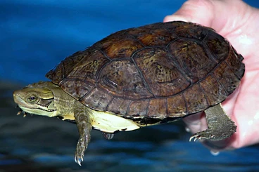 Schildkröten  kaufen und verkaufen Foto: Rare freshwater turtles for Hamm in March