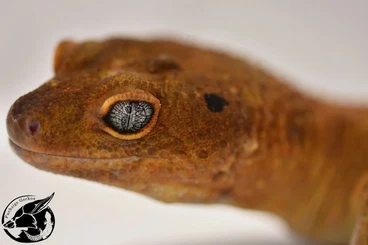 Geckos kaufen und verkaufen Foto: 1.0 Mandarin het Eclipse Leopardgecko Männchen