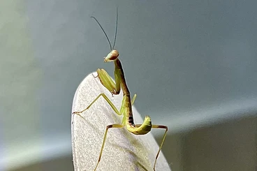 Insekten kaufen und verkaufen Foto: Hierodula majuscula in L3/4