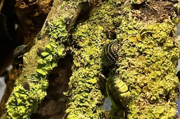 Insekten kaufen und verkaufen Foto: Pseudoglomeris magnifica