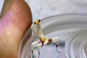 Insekten kaufen und verkaufen Foto: Hymenopus coronatus in L3/4