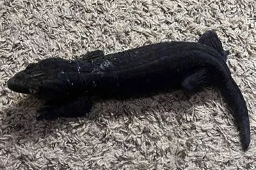 Geckos kaufen und verkaufen Foto: Looking for Leachianus Gecko male Koghis