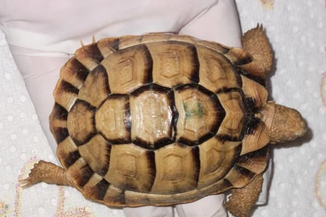 Tortoises kaufen und verkaufen Photo: Testudo kleinmanni CB2024 and 2025