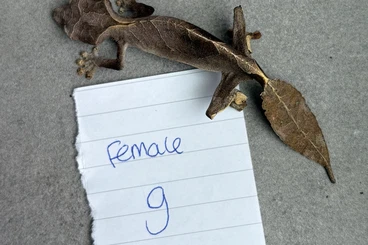 Geckos kaufen und verkaufen Foto: 0.5 Uroplatus Phantasticus / 1.1 Uroplatus Pietschmanni for Hamm 13/12