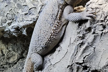 Bearded dragons kaufen und verkaufen Photo: Ich verkaufe ein bartargamen weibschen