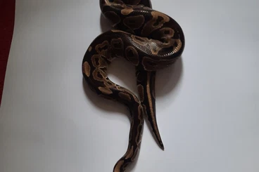 Königspythons kaufen und verkaufen Foto: Verschiedene Königspyhton abzugeben