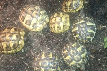 Tortoises kaufen und verkaufen Photo: Griechische Landschildkröten Testudo hermanni NZ 2025
