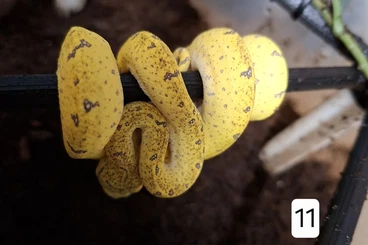 Pythons kaufen und verkaufen Photo: 0.0.2 Morelia viridis aru cb 25