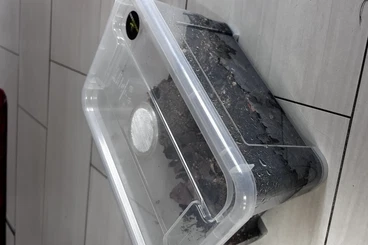 Krebstiere terrestrisch  kaufen und verkaufen Foto: Cubaris spec. Panda King - Asseln