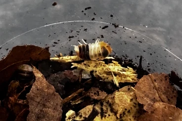 Krebstiere terrestrisch  kaufen und verkaufen Foto: Asseln - Cubaris spec. white shark