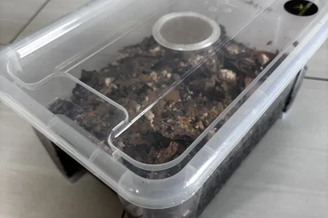 Krebstiere terrestrisch  kaufen und verkaufen Foto: Armadillidium spec. st. lucia