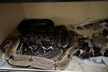 Boas kaufen und verkaufen Foto: 1.3 Trinidad Boa pure line