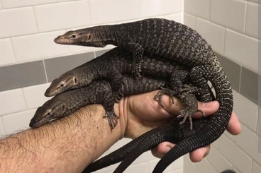 Monitor lizards kaufen und verkaufen Photo: Varanus Pilbarensis / Varanus Tristis Tristis