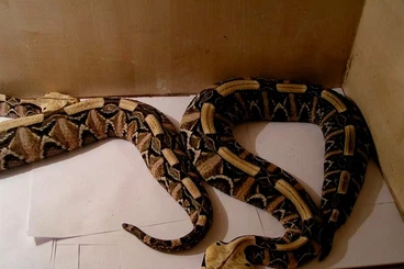 Giftschlangen kaufen und verkaufen Foto: 1.1 [pair] Bitis rhinoceros 5 years old, 130cm