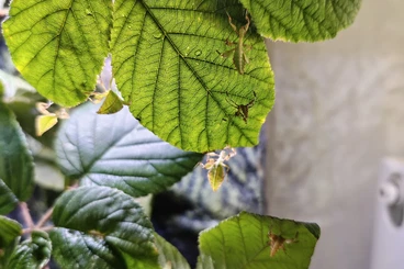 Insekten kaufen und verkaufen Foto: Wandelndeblätter Phyllium philippinicum L1/L2