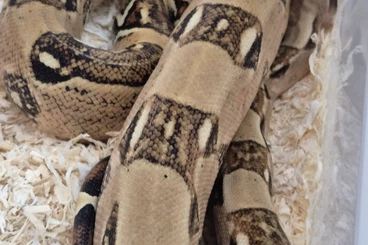 Boas kaufen und verkaufen Photo: Pärchen Boa Constrictor imperator