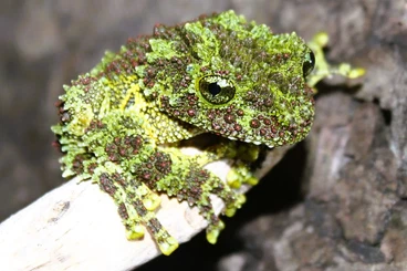frogs kaufen und verkaufen Photo: Theloderma corticale froglets CB 2025 / 2026 (HAMM - March 14th 2026)