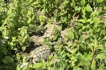 Landschildkröten kaufen und verkaufen Foto: Griechisches Landschildkröten Jungs WG THB