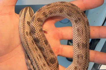 Snakes kaufen und verkaufen Photo: Hakennasennatter Weibchen 0.1 Superconda