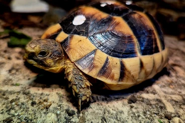 Landschildkröten kaufen und verkaufen Foto: Breitrandschildkröten NZ