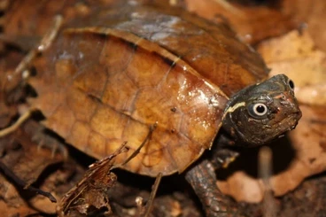 Schildkröten  kaufen und verkaufen Foto: SUCHE Geoemyda spengleri (Zacken-Erdschildkröte) NZ für 2026 :)