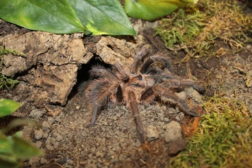 Spiders and Scorpions kaufen und verkaufen Photo: Tausche oder Verkaufe Vogelspinnen & Springspinnen