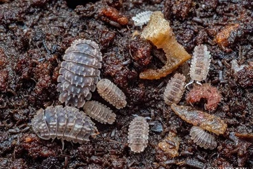 Krebstiere terrestrisch  kaufen und verkaufen Foto: reductoniscus tuberculatus Asseln