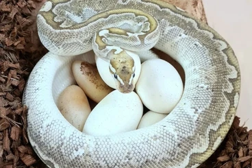 Ball Pythons kaufen und verkaufen Photo: Ball Python – ADULT, PROVEN BREEDING PAIR / 22.11. ZIVA Prague