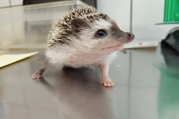 Exotic mammals kaufen und verkaufen Photo: Weißbauchigel (verschiedene Farben) abzugeben