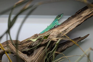 Echsen  kaufen und verkaufen Foto: 1,0 Anolis equestris zur Vermittlung