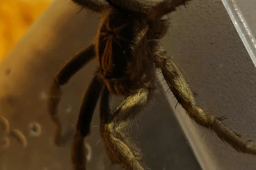 Spinnen und Skorpione kaufen und verkaufen Foto: 1.0 Ybyrapora diversipes  1.0Hapalopus sp. Small