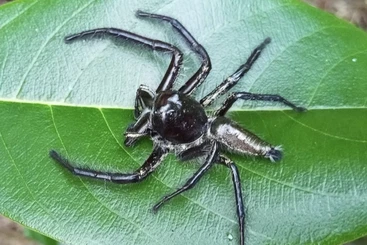 Spinnen und Skorpione kaufen und verkaufen Foto: Suche für Hamm 13.09(Besucher)