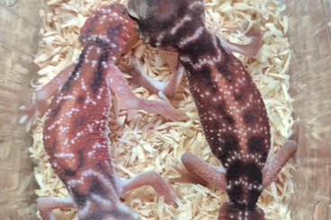 Geckos kaufen und verkaufen Photo: Nephrurus Levis Levis for Hamm