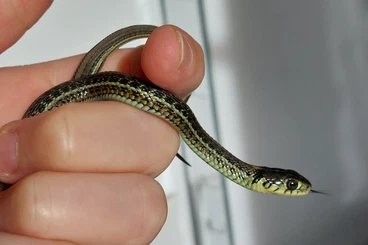 Colubrids kaufen und verkaufen Photo: Thamnophis eques scotti Hamm