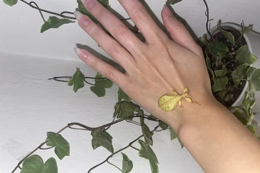 Insekten kaufen und verkaufen Foto: Eier der Phyllium Phillippinicum