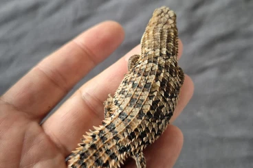 Lizards kaufen und verkaufen Photo: 0.1 Egernia depressa , 07/2024