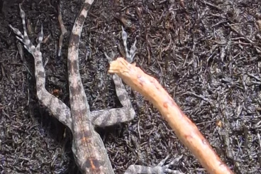 other lizards kaufen und verkaufen Photo: 1.1 Anolis lucius CB25 - From Cuba