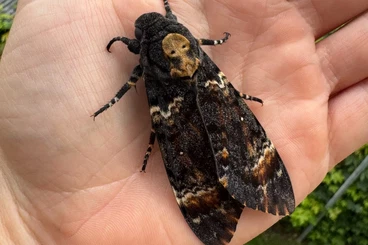 Insects kaufen und verkaufen Photo: Acherontia atropos (Totenkopfschwärmer) - caterpillars