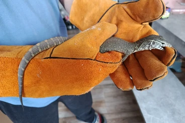 Monitor lizards kaufen und verkaufen Photo: Varanus niloticus 1.0 Nilwaran