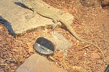 Monitor lizards kaufen und verkaufen Photo: Varanus niloticus 1.1Nilwaran