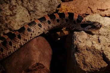 Schlangen kaufen und verkaufen Foto: Heterodon simus "Project Simus Florida Line"