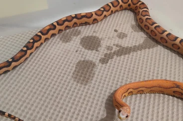 Colubrids kaufen und verkaufen Photo: 0.1 Scaleless Cornsnake